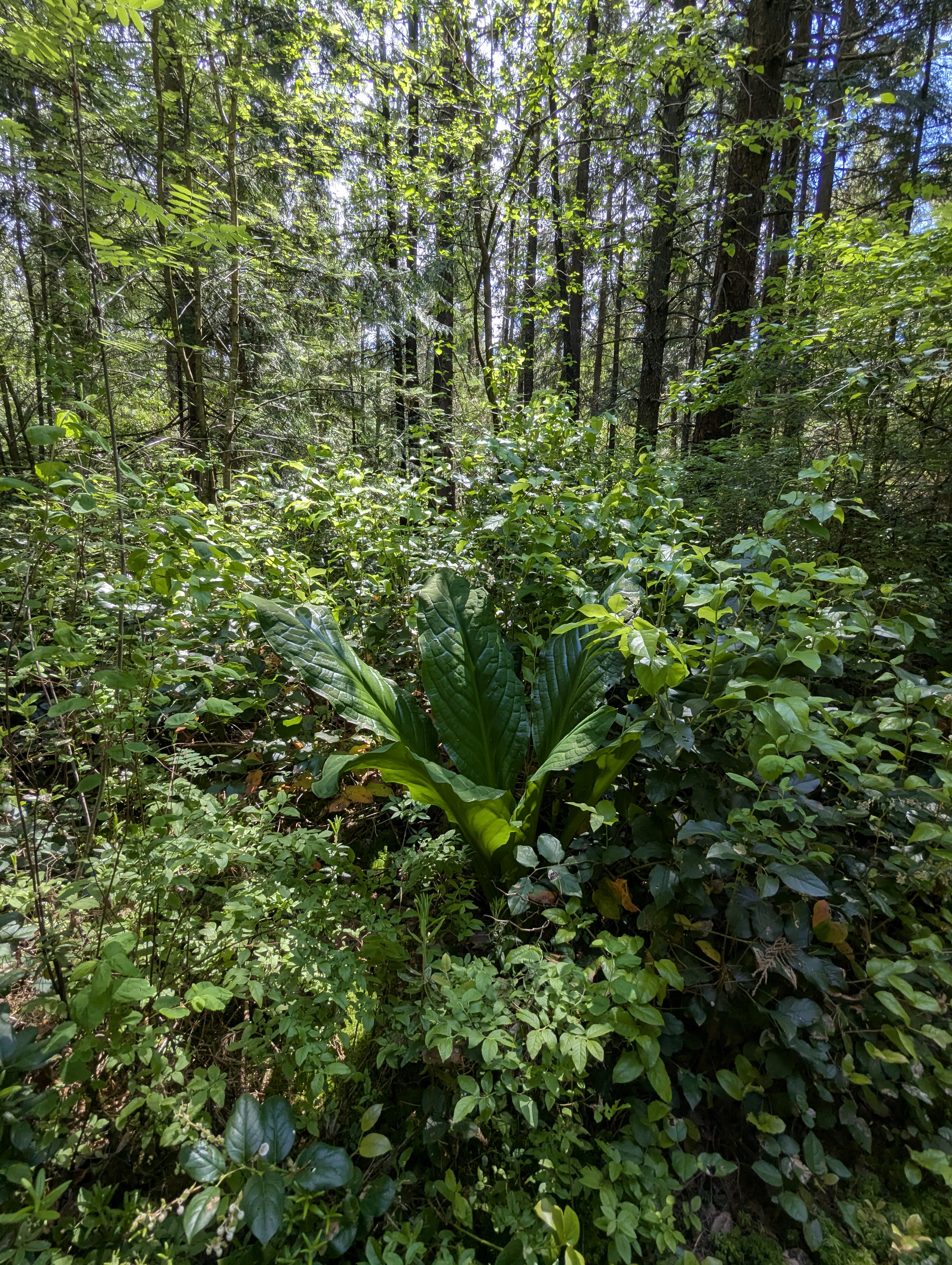 Birthday Trip to Canada, Delta, Burns Bog, Vancouver, British Columbia